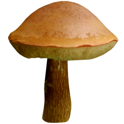 Champignons 5