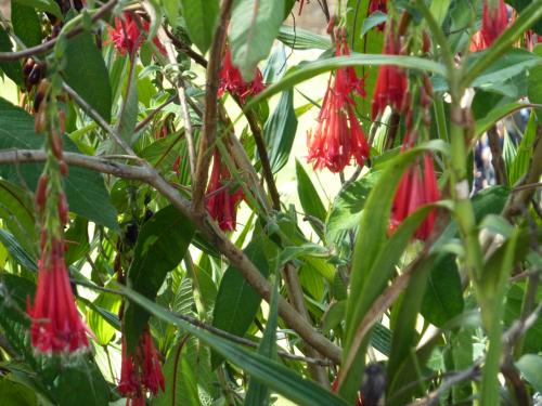 Quelques fleurs au Machu Picchu