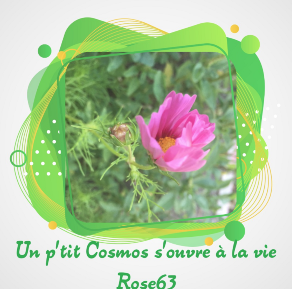 Cosmos Rose63