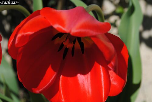 Tulipes