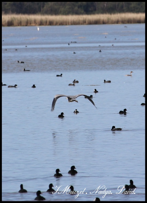 Etang de Canet Sait Nazaire 