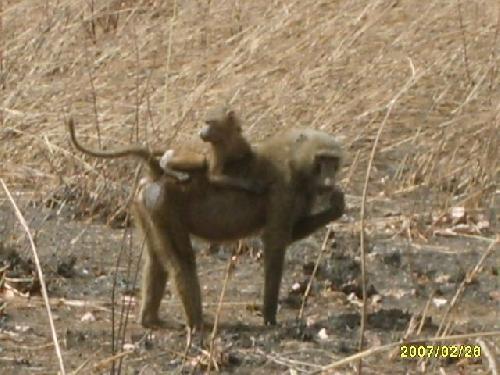 Bénin Pendjari Singe