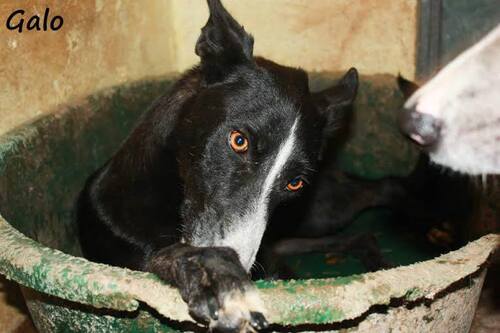 GALO, abandonné chiot dans une boîte au refuge, toujours là 3 ans après