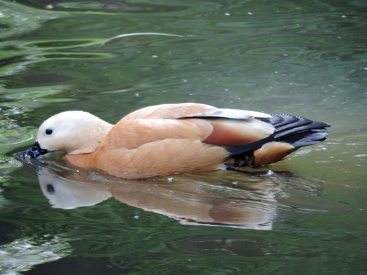 Canard Brun