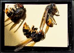 Frelons EUROPEENS & ASIATIQUES