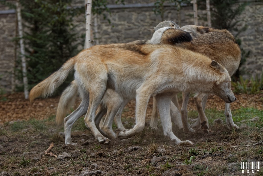 Les loups du Canada du parc Pairi Daiza