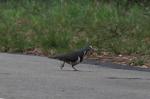 Oiseaux