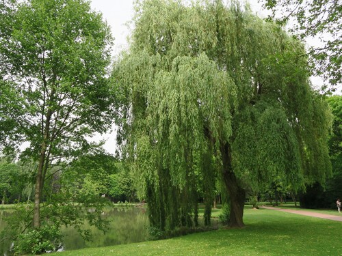 Condé sur Noireau (Calvados)