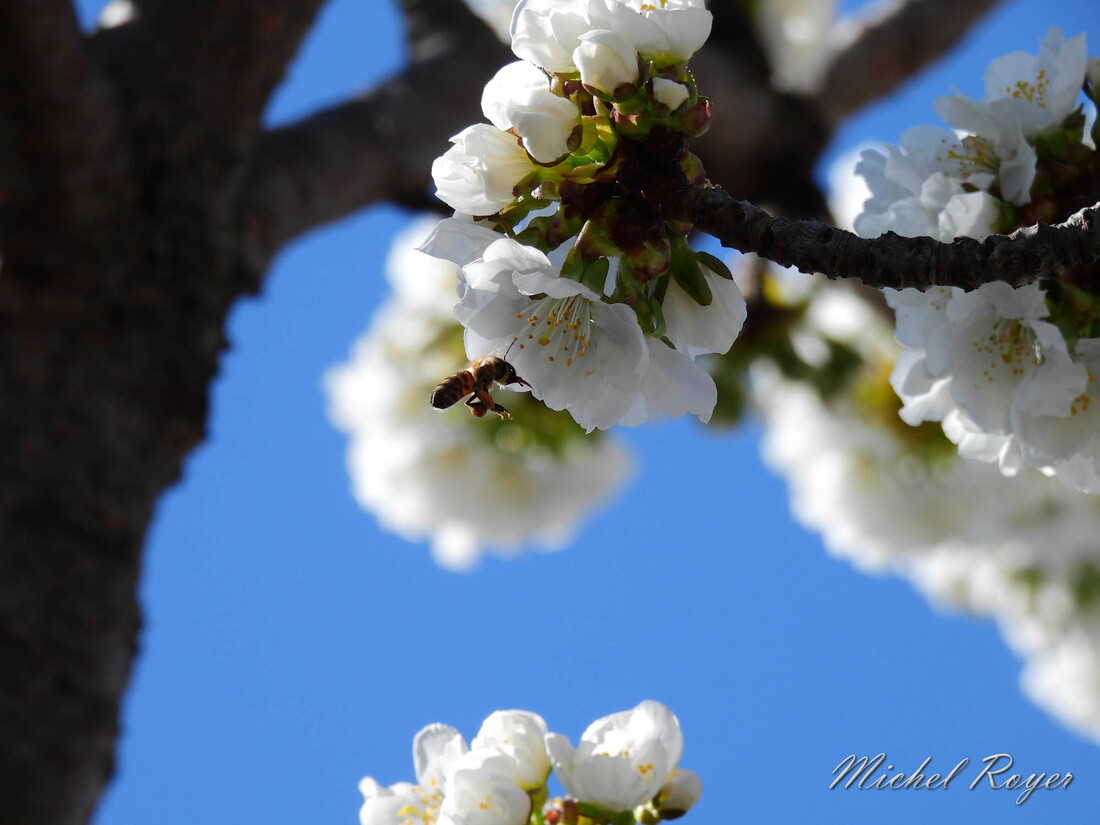 Mon cerisier au mois de mars