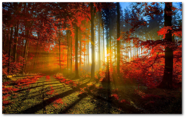 sagesse forêt
