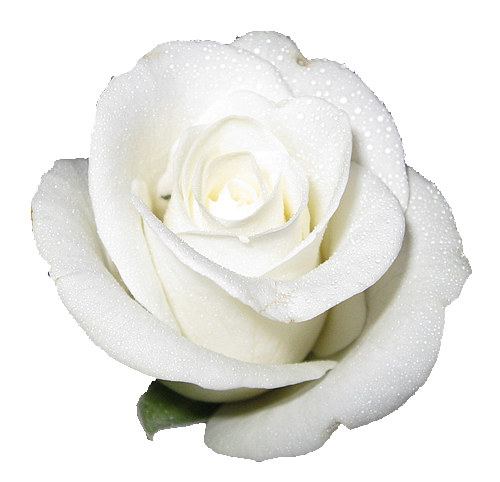 white-elegant-rose-transparent-isolated.png