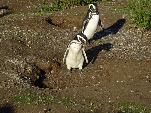 L'île aux pingouins en Terre de Feu en Arzentine (photos)