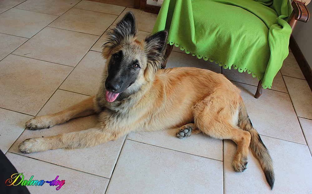 junior le berger de ma belle soeur à bien grandi 