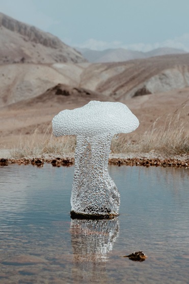 Les champignons glacés ... 