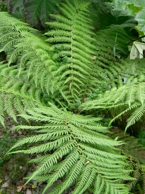 Protection hivernale des  plantes 