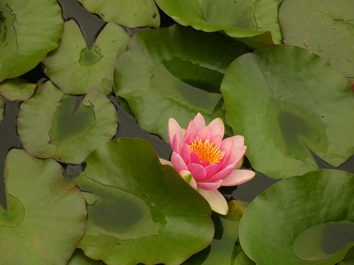 Visite de jardin 9 juin 2013