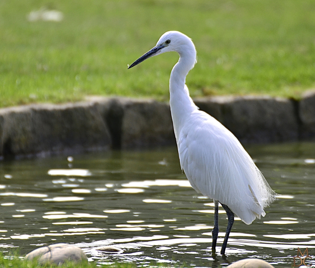 Aigrette garzette