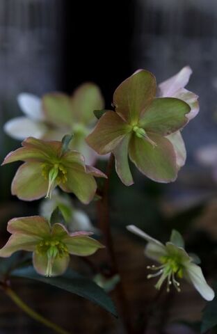 Un tout petit air de printemps