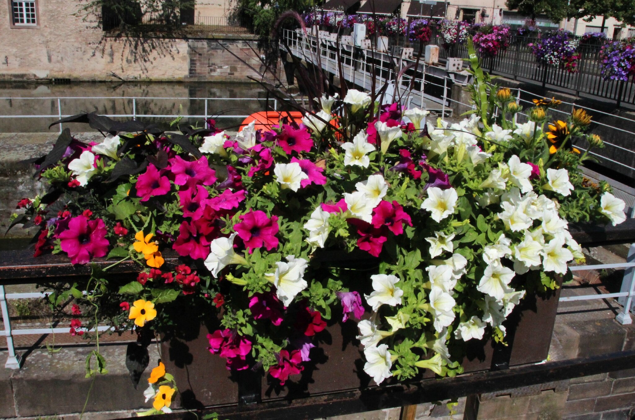 Les ponts sont tous fleuris - Photo de Strasbourg - LES PIGEONS VOYAGEURS  EN ALSACE