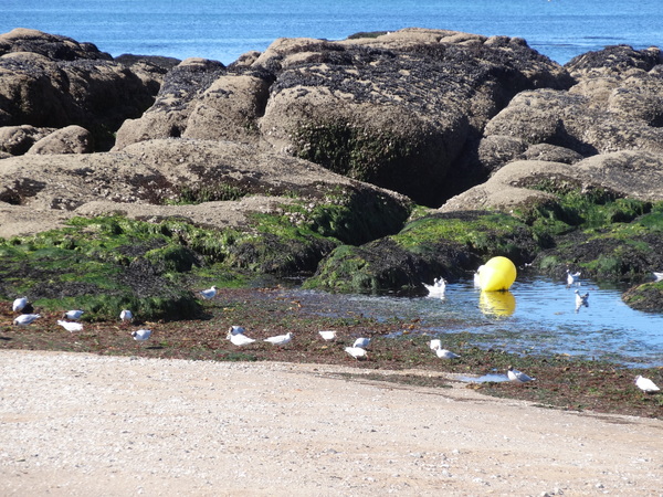 La plage Sainte Elisabeth à la Turballe