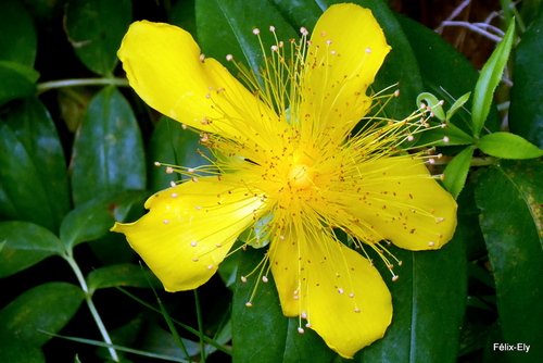 Une belle fleur jaune ...