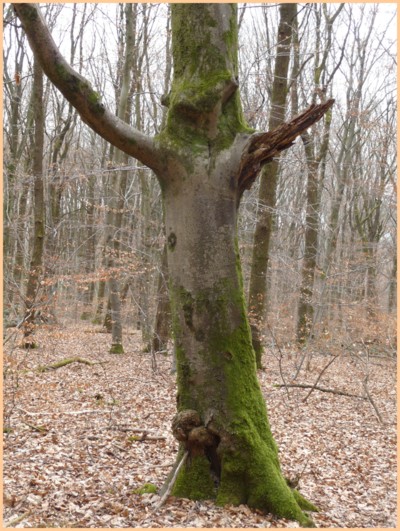 Blog de turlututu :mimipalitaf et ses photos, l'arbre prédicateur