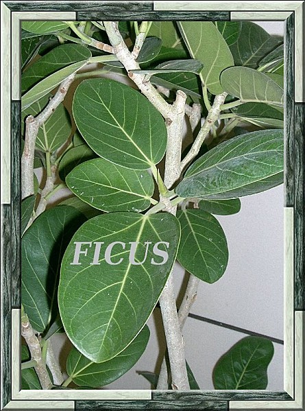 Ficus benghalensis2