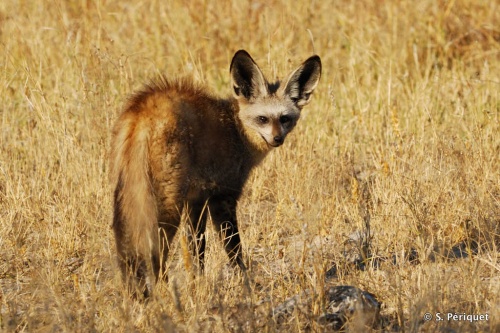 bat ear fox