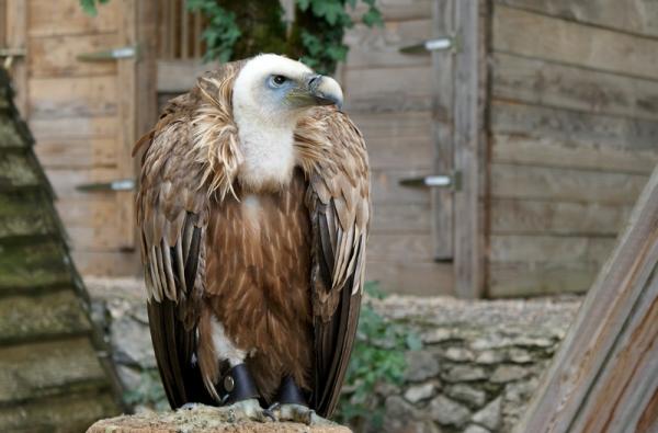 oiseaux rapaces