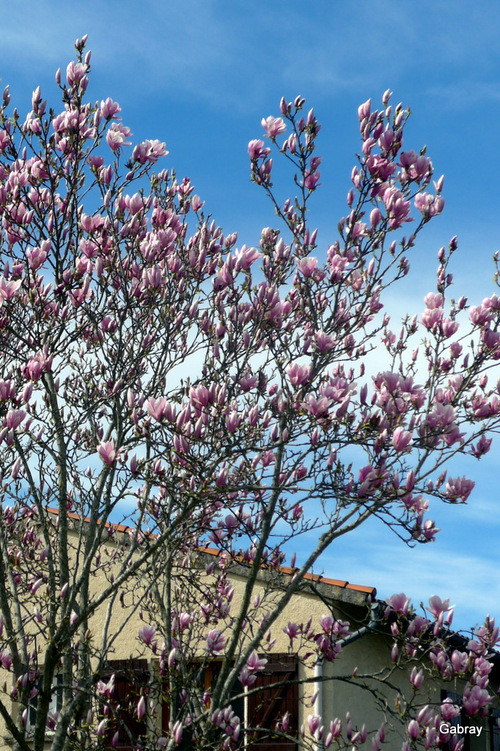 Le tulipier de mon voisin ...