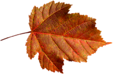 Tubes feuilles