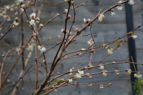 Floraison en cours