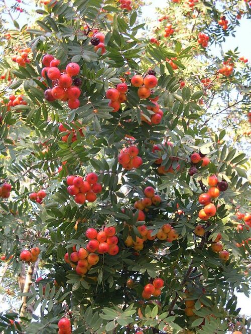 L'histoire d'un arbre...