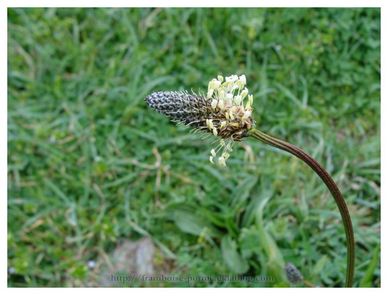 Le plantain