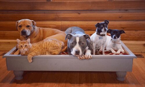 (-*♥*-)  Elle s’inquiétait de ramener son bébé à la maison avec 5 animaux rescapés, mais leur rencontre l’a rapidement soulagée.