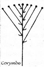 Inflorescences