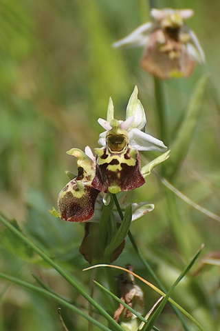 Ophrys bourdon - Ophrys fuciflora