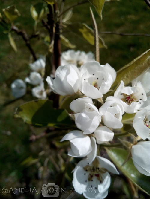 Sunshine and blooming flowers