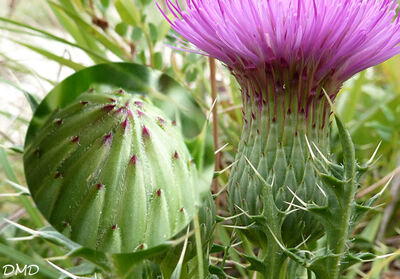 Cirsium acaulon - cirse acaule