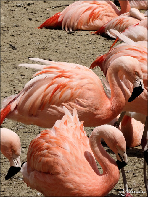 Photo Flamant du Chili (Zoo de la Palmyre)