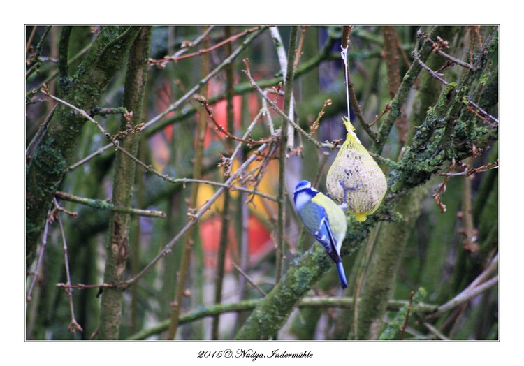 Mésange bleue - Cyanistes caeruleus