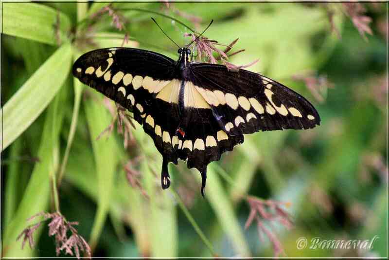 Papillons tropicaux Papilio heraclides cresphontes thoas Papilionidae