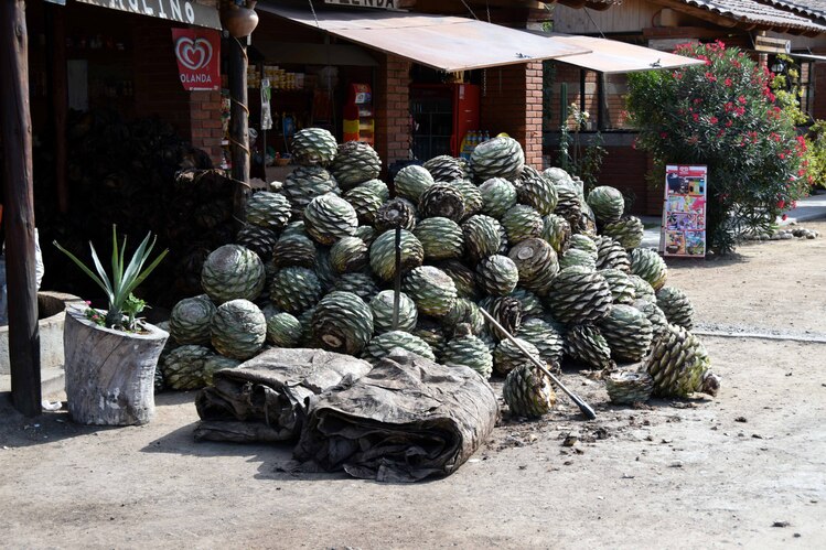 Sur la route de Tehuantepec - Les agaves ramassées