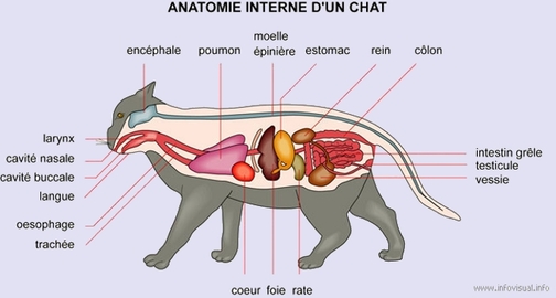 Anatomie du chat