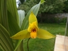 Odorante Lycaste Aromatica AromaticaXGroganii