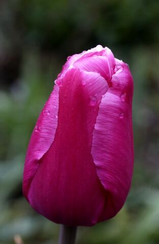 Les tulipes de la Roseraie (2/3)