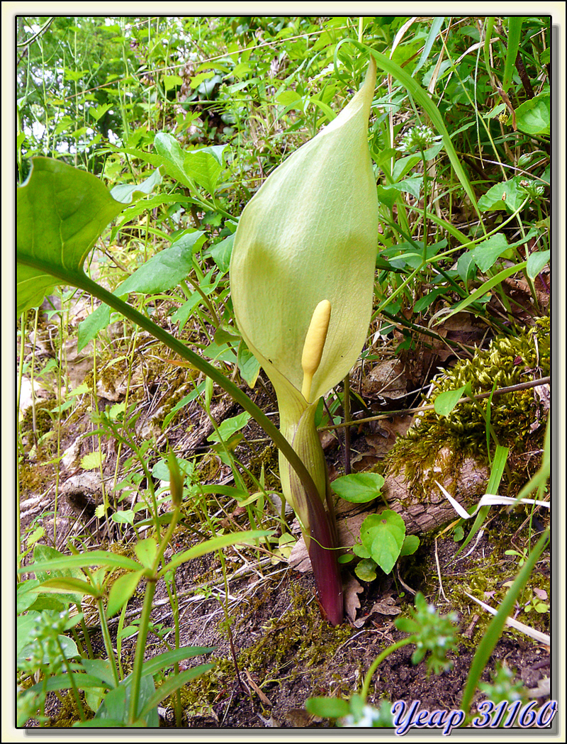 Gouet d'Italie, arum d'Italie, pied-de-veau (Arum italicum) - Aurignac - 31  (Flore) 