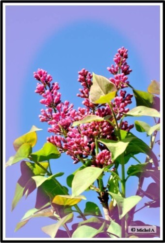 2012-04-Lilas