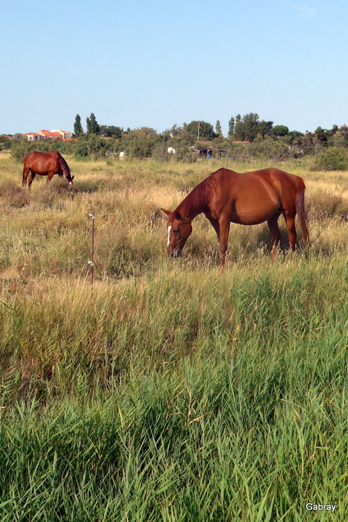 Les chevaux dans le pré !