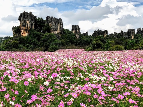 des fleurs à perte de vue